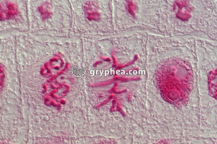 Mitoses dans des cellules de racine d'Ail - coloration Feulgen x400 - gryphea.com